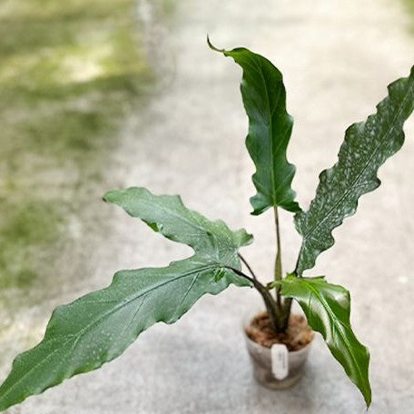 Alocasia lauterbachiana 2.5"