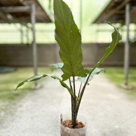 Alocasia lauterbachiana 2.5"