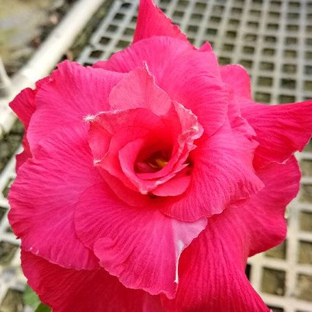 Adenium Obesum 'Ponyo' bareroot