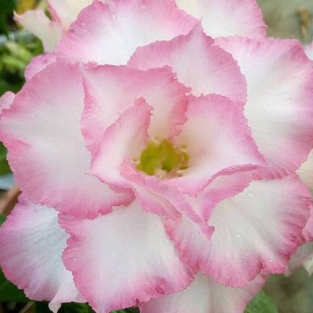 Adenium Obesum 'Joe' bareroot