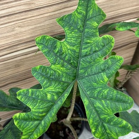 Alocasia jacklin 2.5"