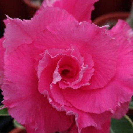 Adenium Obesum 'Icing on the Cake' bareroot