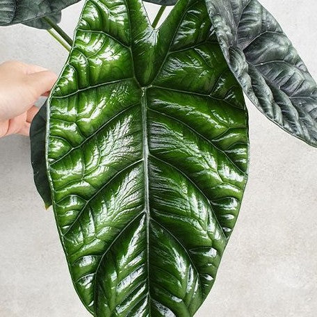 Alocasia sinuata 2.5" *On Hand*