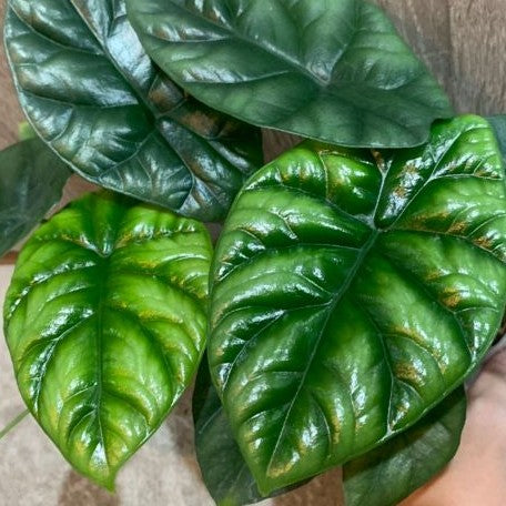 Alocasia sinuata 2.5" *On Hand*