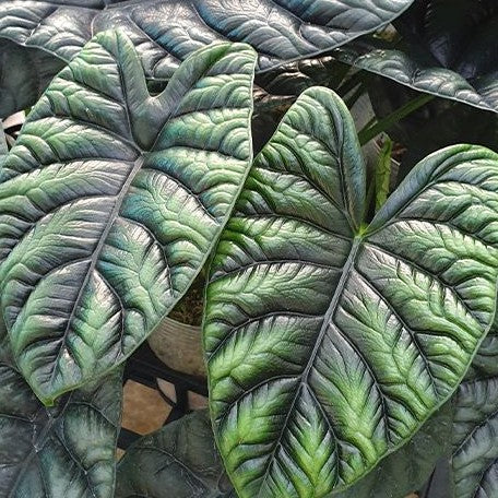 Alocasia sinuata 2.5" *On Hand*