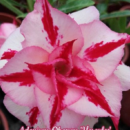 Adenium Obesum 'Hercules' bareroot