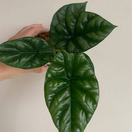 Alocasia sinuata 2.5" *On Hand*