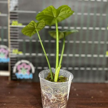 Alocasia sinuata 2.5" *On Hand*