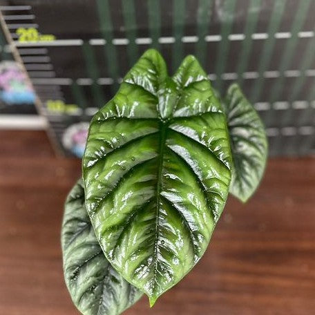 Alocasia sinuata 2.5" *On Hand*