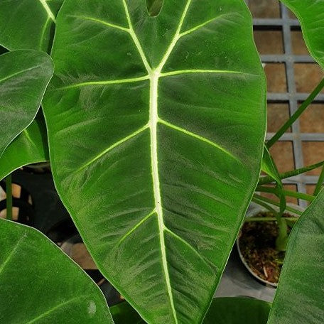 Alocasia micholitziana 2.5"