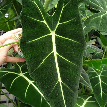 Alocasia micholitziana 2.5"