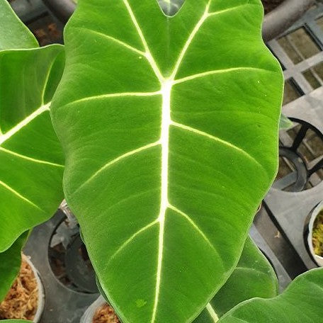 Alocasia micholitziana 2.5"