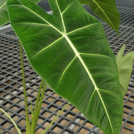 Alocasia micholitziana 2.5"