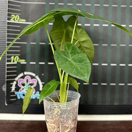 Alocasia micholitziana 2.5"