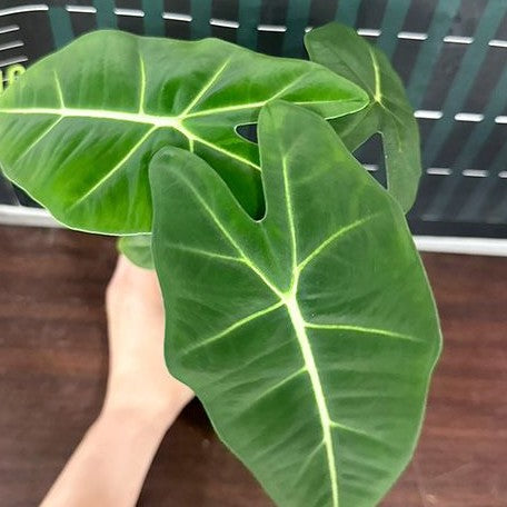 Alocasia micholitziana 2.5"