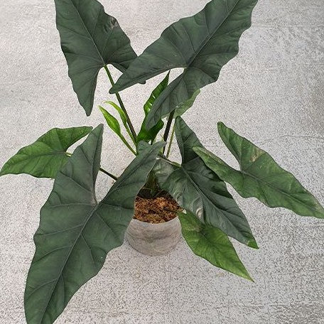 Alocasia Simpo 2.5"