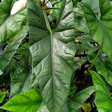 Alocasia Simpo 2.5"