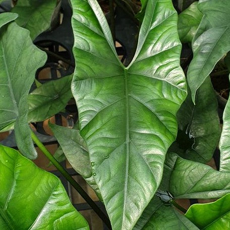 Alocasia Simpo 2.5"