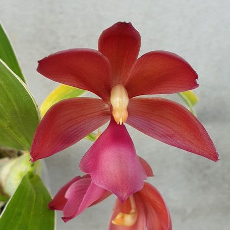 Cycnoches Wine Delight (variation of leaf) 2.5" Fragrant