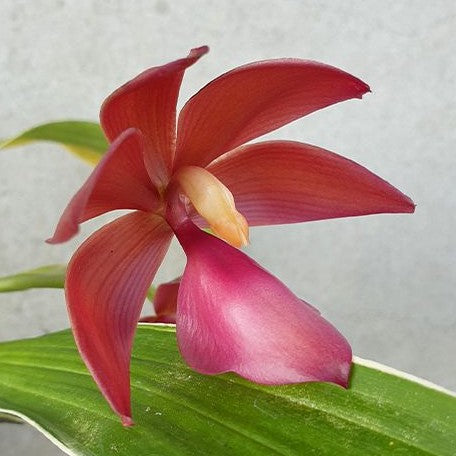 Cycnoches Wine Delight (variation of leaf) 2.5" Fragrant