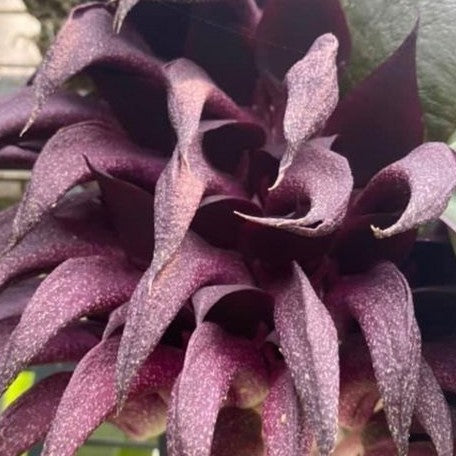 Bulbophyllum fletcherianum 3.5" Fragrant