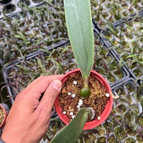 Bulbophyllum fletcherianum 3.5" Fragrant