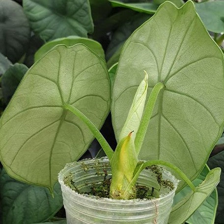 Alocasia chaii (5737P:3)