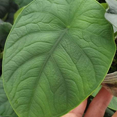 Alocasia chaii (5737P:3)