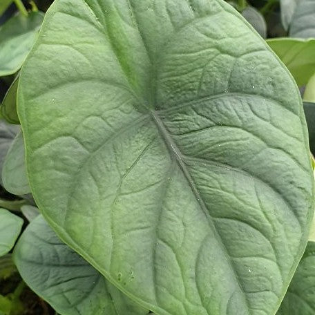 Alocasia chaii (5737P:3)