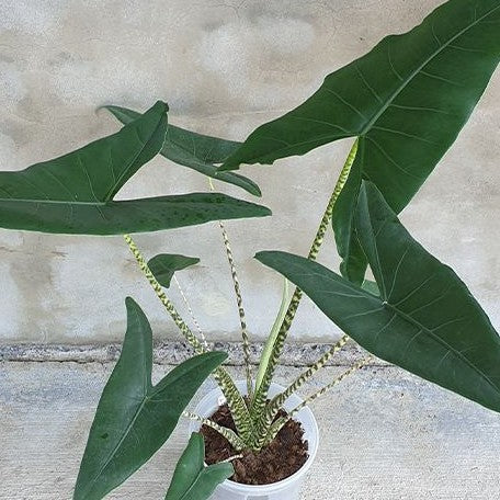 Alocasia zebrina 2.5"