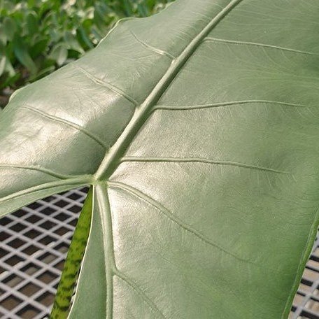 Alocasia zebrina 2.5"