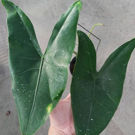 Alocasia zebrina 2.5"