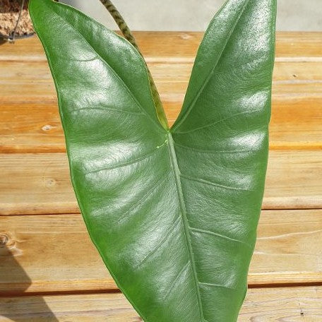 Alocasia zebrina 2.5"