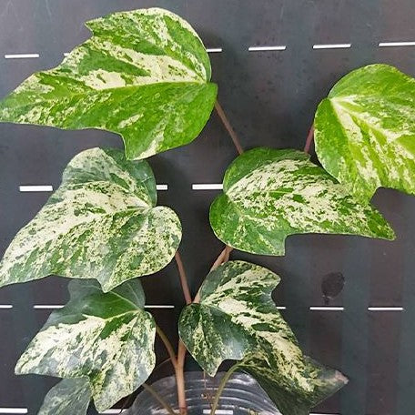 Hedera helix var. 2.5"
