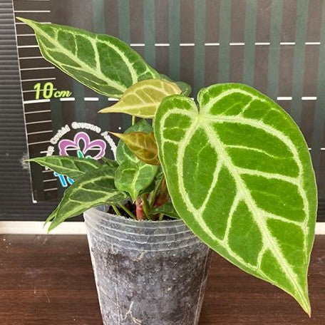 Anthurium Crystallinum (cultivar) 3.0"