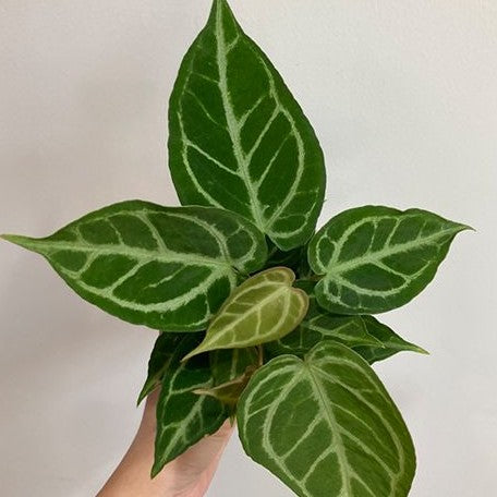 Anthurium Crystallinum (cultivar) 3.0"