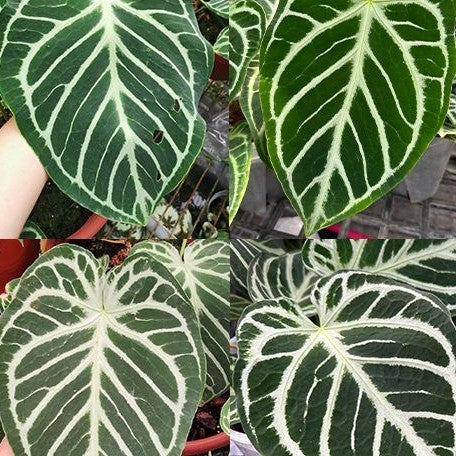 Anthurium Crystallinum (cultivar) 3.0"