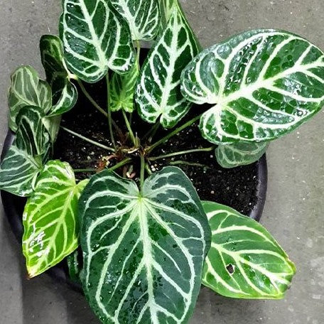 Anthurium Crystallinum (cultivar) 3.0"