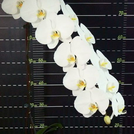 Phalaenopsis Sogo Yukidian 'V3' 2.5"