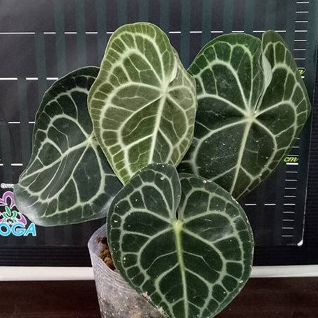 Anthurium Clarinervium 3.0"