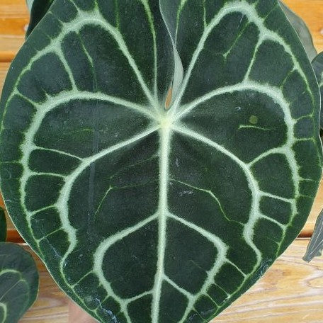 Anthurium Clarinervium 3.0"