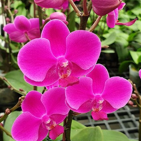 Phalaenopsis Queen Beer 2.5"