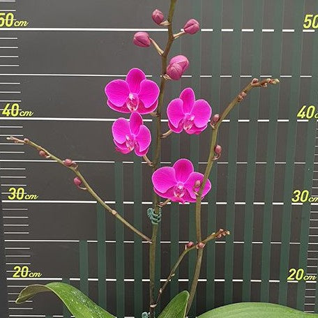 Phalaenopsis Queen Beer 2.5"