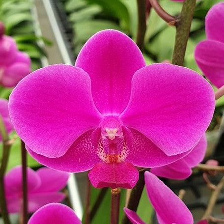 Phalaenopsis Queen Beer 2.5"