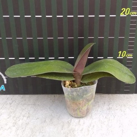 Phalaenopsis Queen Beer 2.5"