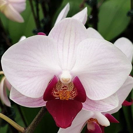 Phalaenopsis Little Gem Stripes 2.5"