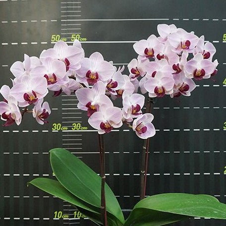 Phalaenopsis Little Gem Stripes 2.5"