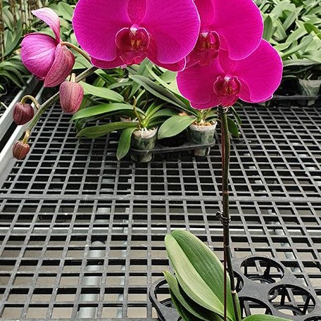 Phalaenopsis Big Chili 2.5"