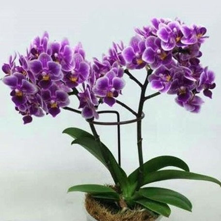 Phalaenopsis Lioulin Grape 2.5"