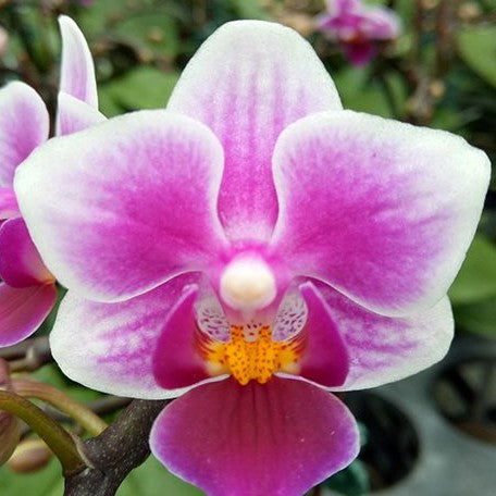 Phalaenopsis Lioulin Grape 2.5"